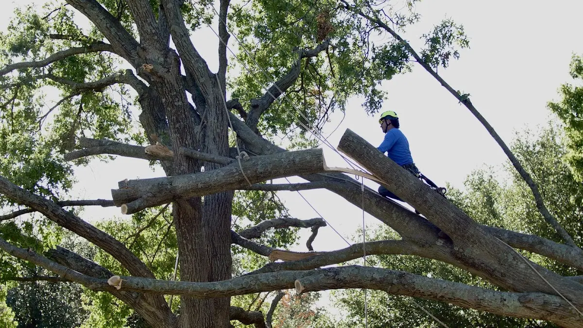 Professional Crown Thinning performed by certified arborists in Mount Tabor
